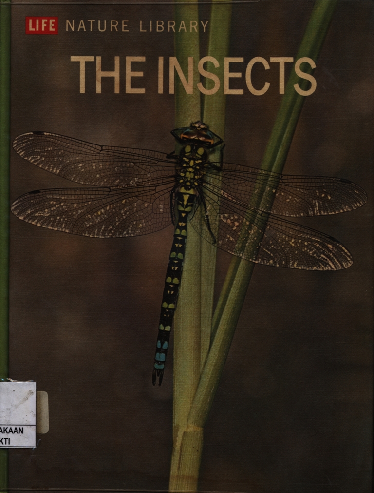 The Insect